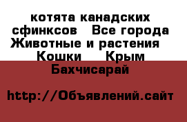 котята канадских сфинксов - Все города Животные и растения » Кошки   . Крым,Бахчисарай